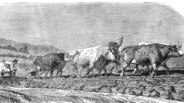 Imagen de 1862 de un campo siendo arado con bueyes.
