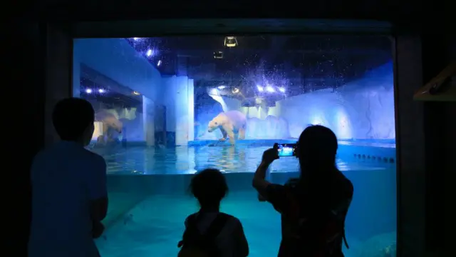 Медведь Пицца