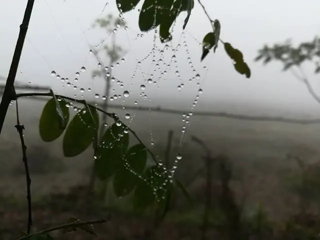 মানিকগঞ্জে কুয়াশার ছবি