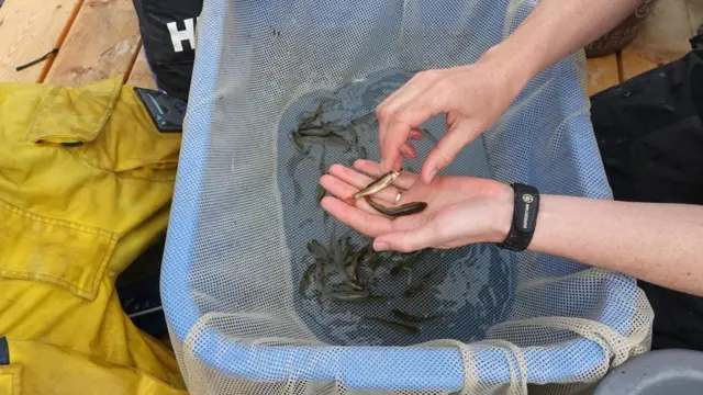 عالم أحياء يفحص بعض الأسماك الصغيرة