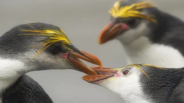 Пінгвіни Шлегеля