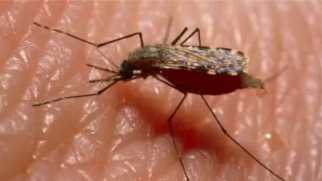 এডিস মশার ভাইরাসের চারটি ধরণের কথা বলছেন চিকিৎসক ও গবেষকরা