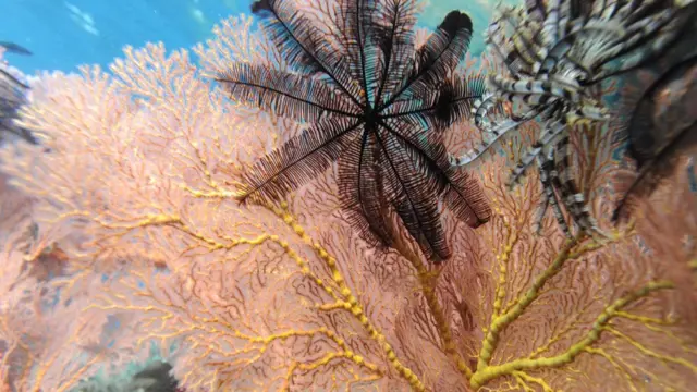 raja ampat