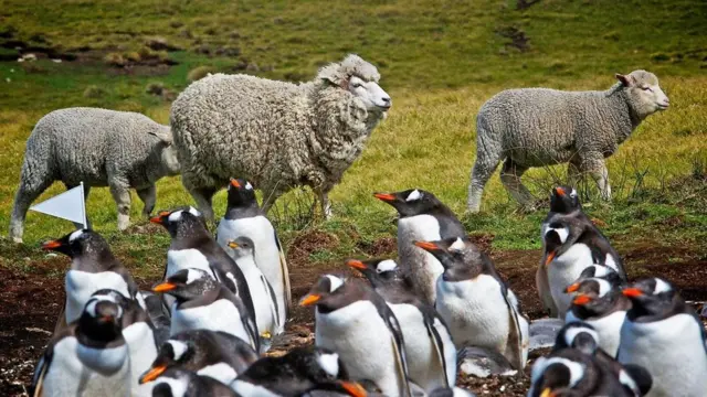 (图片来源:Hurtigruten)