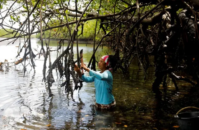Vandeka, wife of fisherman Jose da Cruz, collecting oysters in a mangrove forest