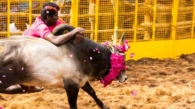 ஜல்லிக்கட்டு