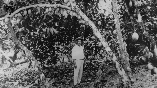 Plantaçãoapp onabetcacau no sul da Bahiaapp onabet1930