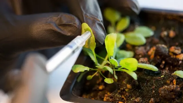 Plantas nanobionicas del MIT