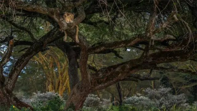 झाडावर बसलेली सिंहीण