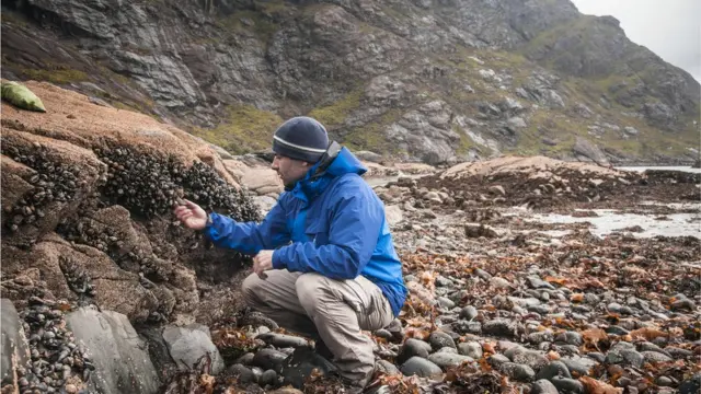 Мужчина, собирающий мидий.