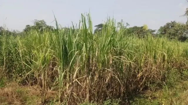 शेती, ऊस, ग्रामीण, महाराष्ट्र