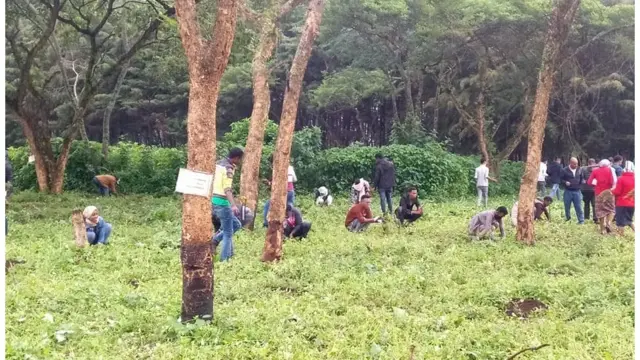 Namoota biqiltuu dhaabaran