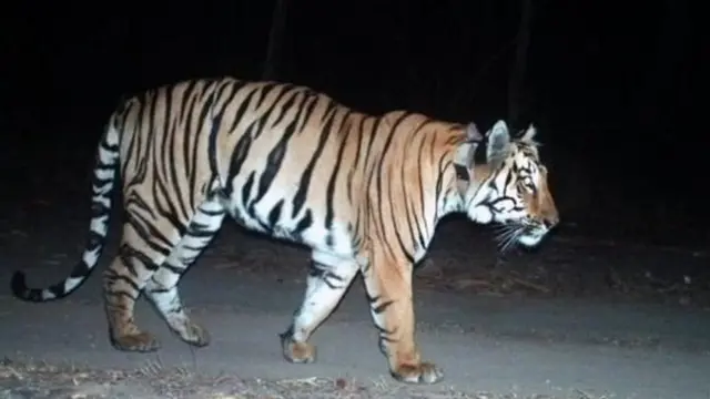 புலி
