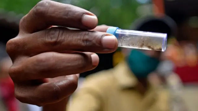 डेंग्यूः चमत्कार, एका बॅक्टेरियामुळे डेंग्यू नष्ट होणार?