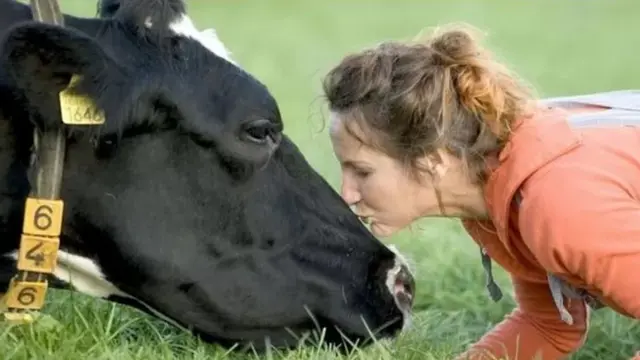 काऊ हग डे