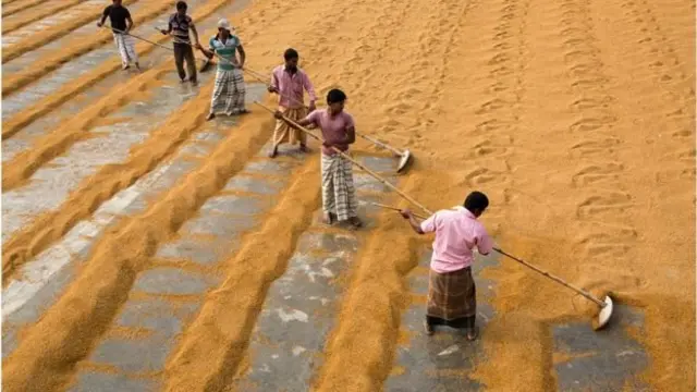 এবার সরকারি গুদামে ধানই মজুত করা হবে