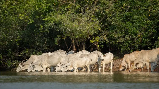 Bois bebendo água no Pantanal