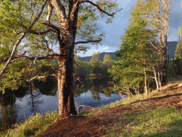 Bosque reflejado sobre un río