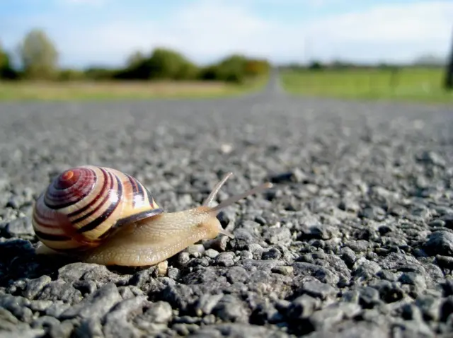 حيوان الحلزون