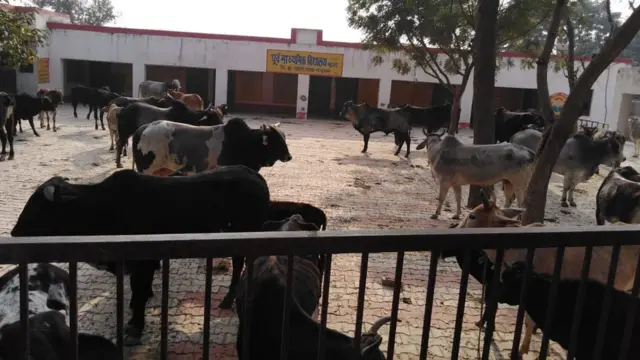 गाय से परेशान लोग