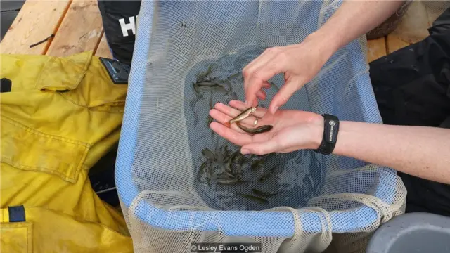 生物学家观察生活在北湖实验湖区中的小鱼(Credit: Lesley Evans Ogden)