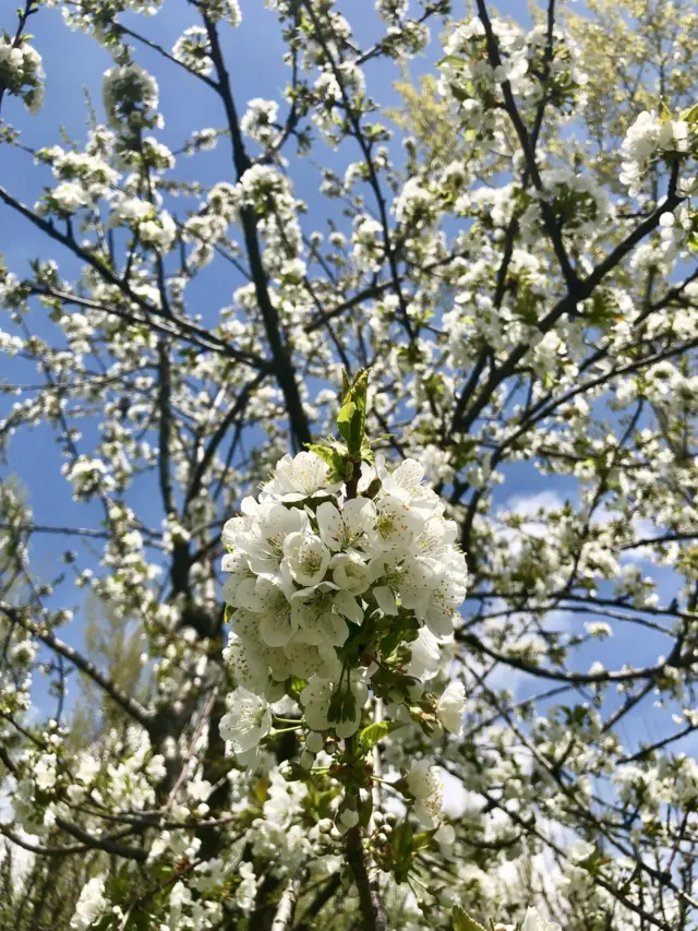 ਕਸ਼ਮੀਰ ਚ ਬਹਾਰ ਦੌਰਾਨ ਖਿੜੇ ਫੁੱਲ