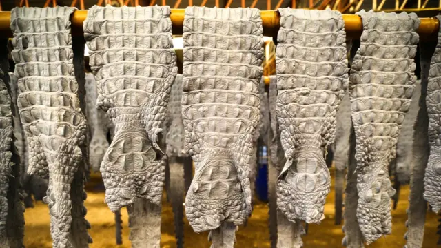 مزرعه پرورش تمساح