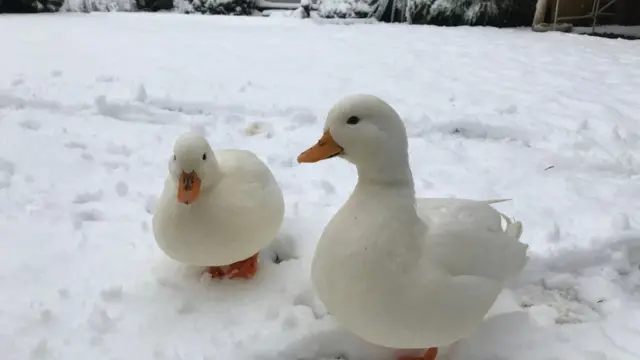 பனிப்பொழிவு