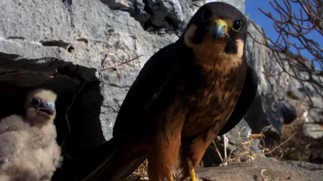 Сокол Элеоноры со своим потомством