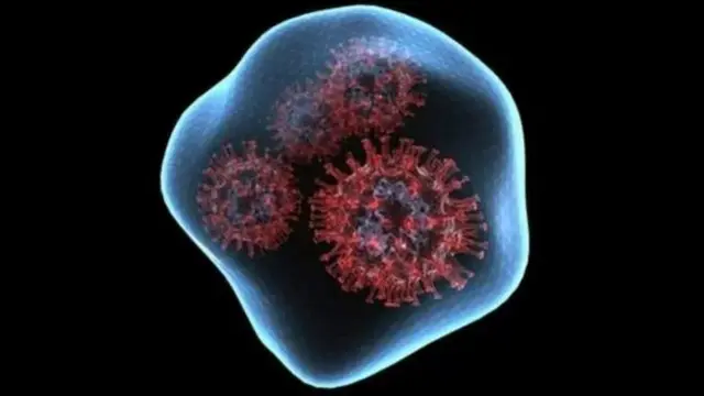 कोरोना वायरस