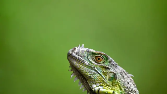 Iguana