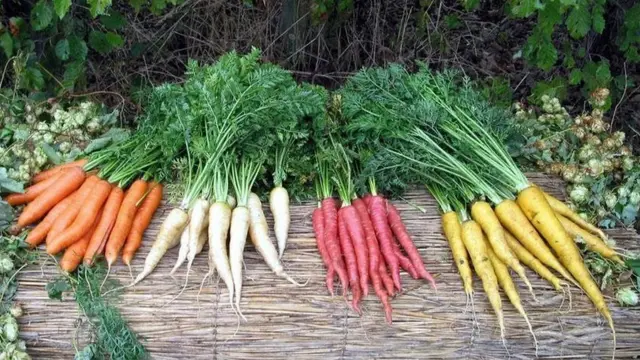 காய்கறி