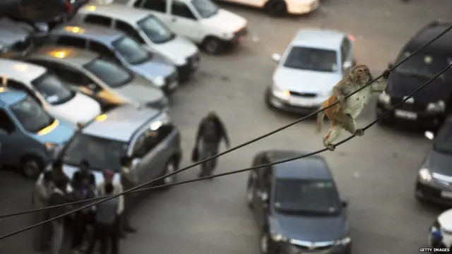 बंदरों का आतंक