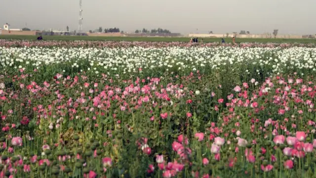 Tanaman ganja di Kandahar, Afghanistan