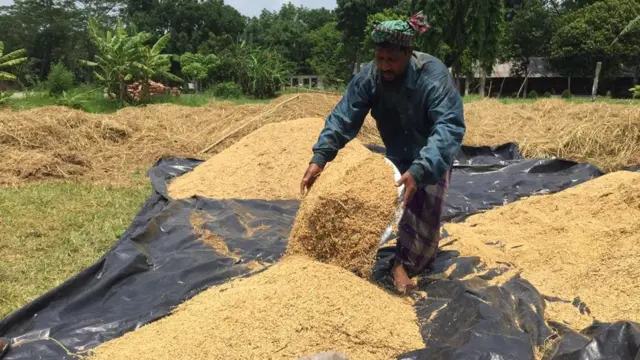 ধান কৃষক