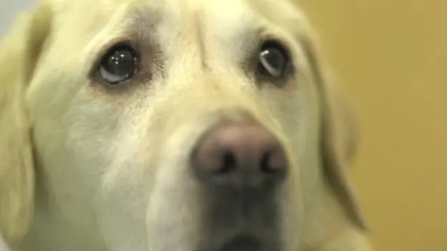 แมจิกคือผู้กล้าที่ช่วยชีวิตของแคลร์ไว้นับหลายพันครั้ง