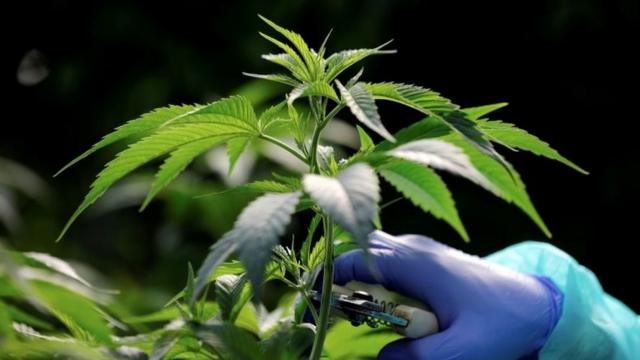 以色列一家药用大麻种植公司的大麻
