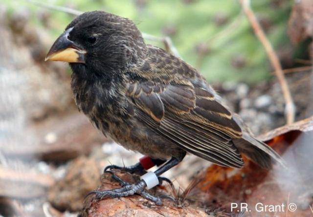 Qué ocurre cuando un pájaro atraviesa la LOS de un enlace de