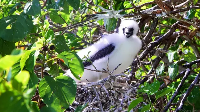 A red-footed boobie chick pokes out from a nest