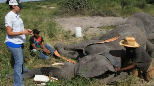 Изилдөөчүлөр Ботсванада эки пилге атайын байкоо жүргүзө турган жабдык тагып, алар уктаган мезгилин иликтешти. Ошондой эле алардын моюнуна гироскоп тагышты.