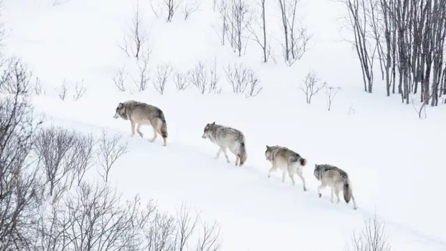 Вовки в норвезькому лісі взимку