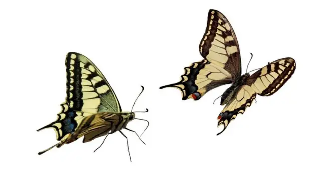 Una mariposa
