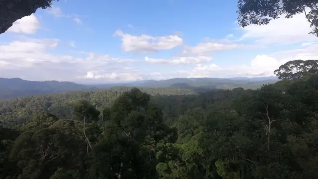 Bosque donde se encuentra Menara