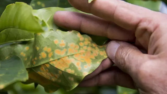 कॉफ़ी के पत्ते