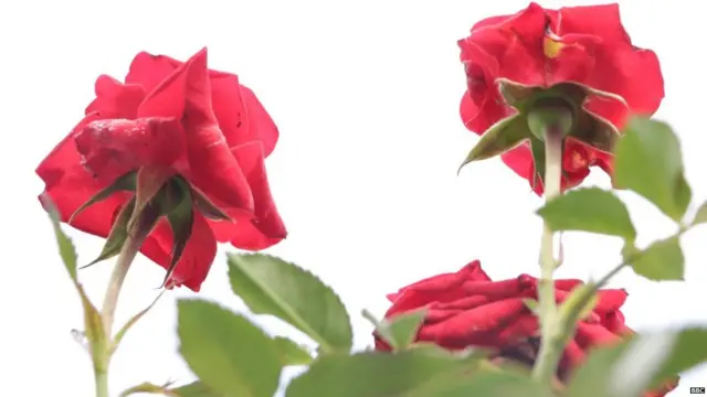 ਚੰਡੀਗੜ੍ਹ ਰੋਜ਼ ਫੈਸਟੀਵਲ