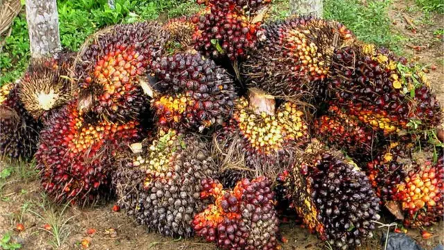 పామాయిల్ గుత్తులు