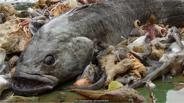 टूथफ़िश