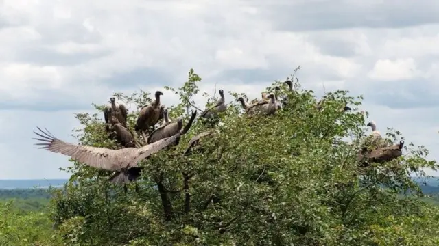 african vulture