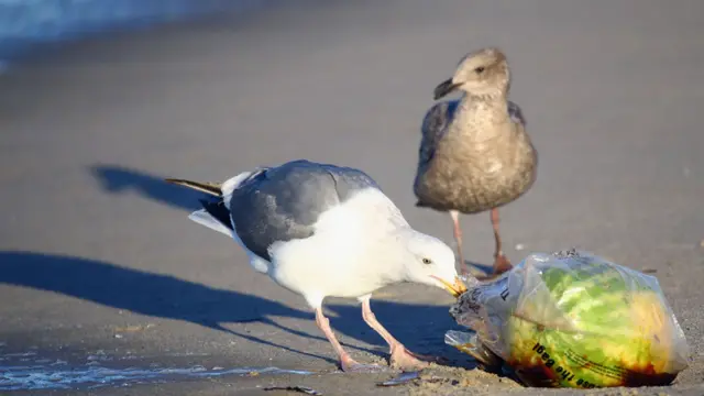 Ave comiendo una bolsa de plástico