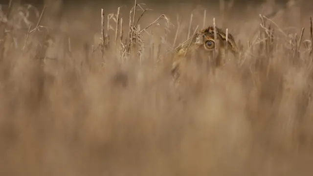 Cabeza de una liebre que se asoma entre un pastizal.